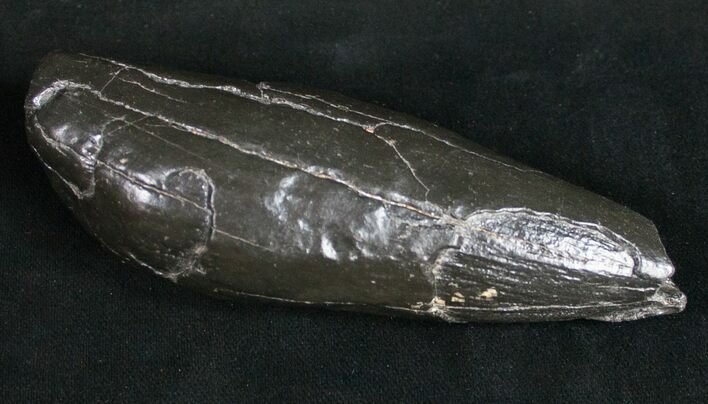 Fossil Sperm Whale Tooth #10086